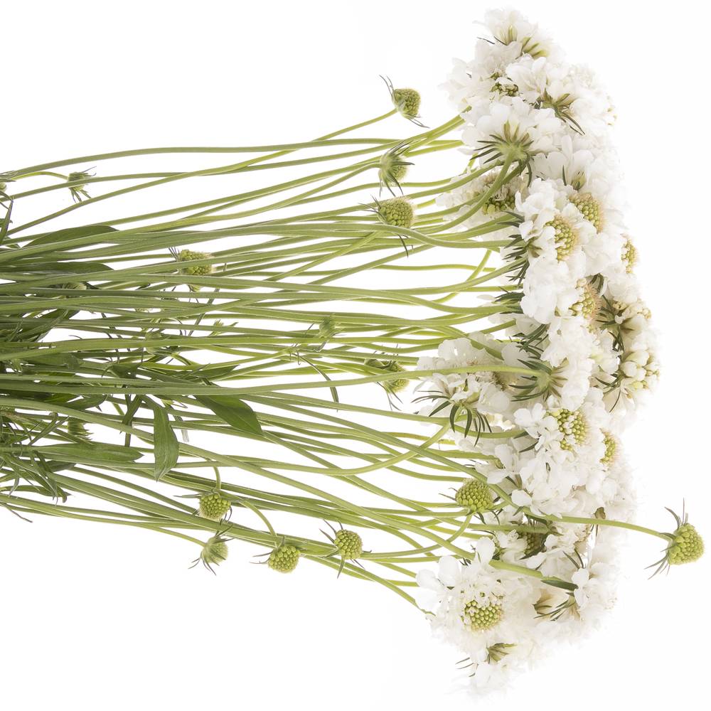 Scabiosa weiss Scoop 50cm