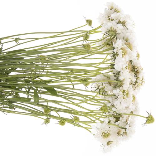 Scabiosa weiss Scoop 50cm