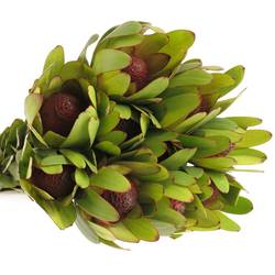 Leucadendron grün Rosette Kugel 70cm