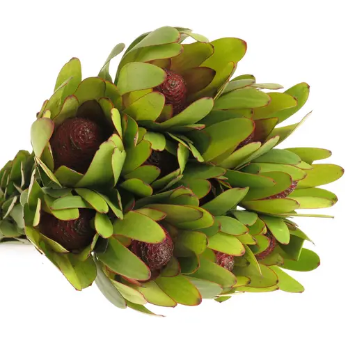 Leucadendron grün Rosette Kugel 70cm