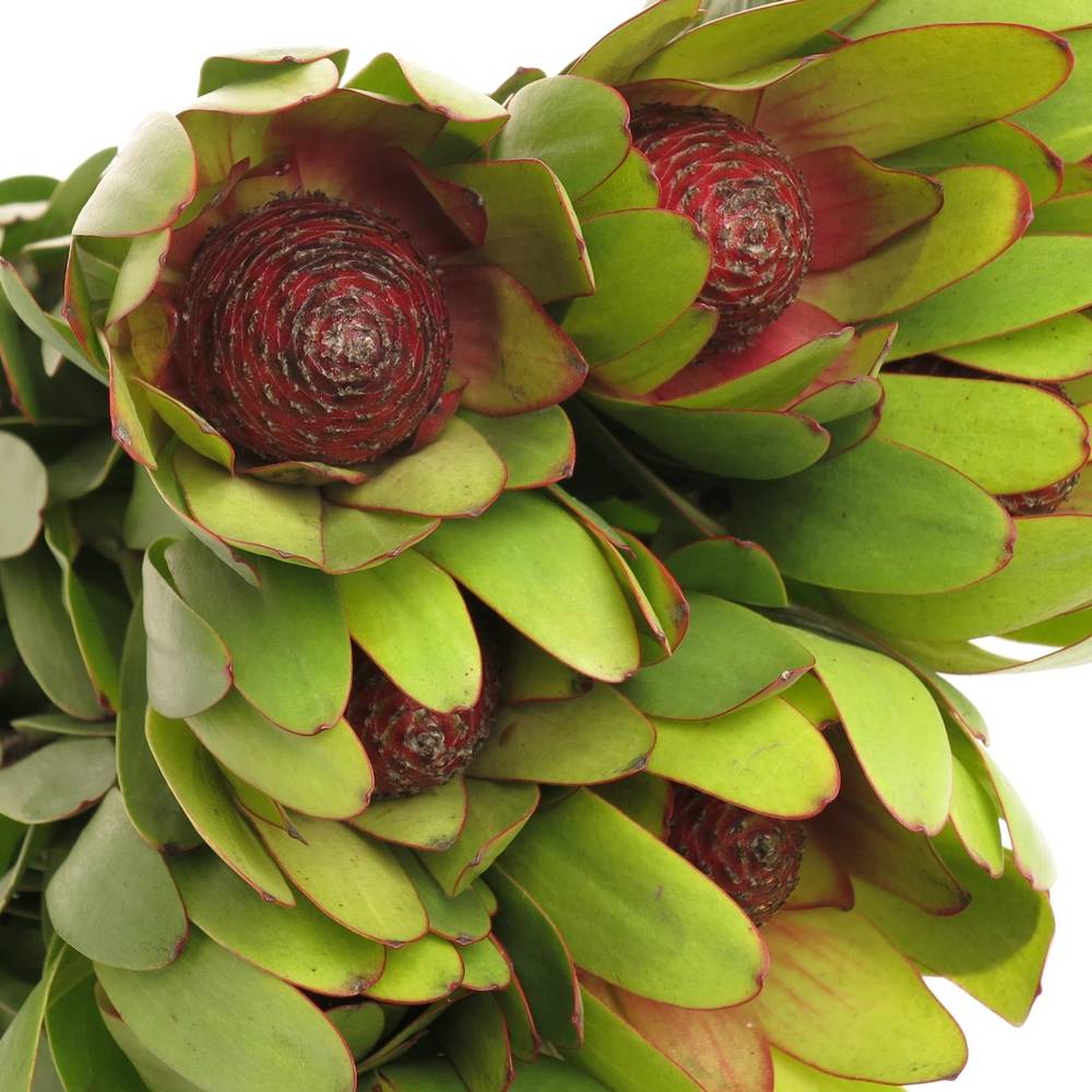 Leucadendron grün Rosette Kugel 70cm