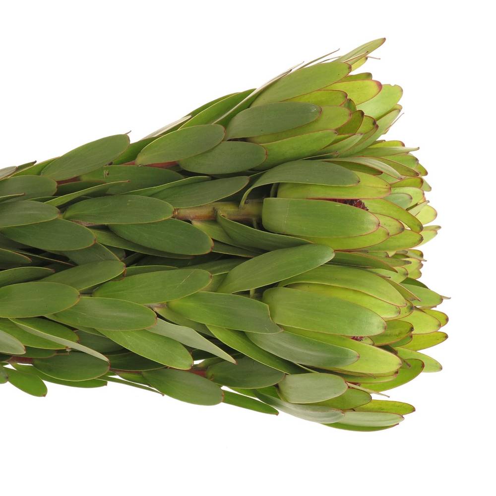 Leucadendron grün Rosette Kugel 70cm