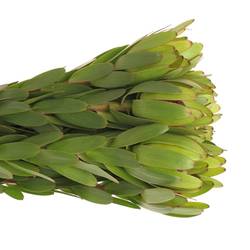 Leucadendron grün Rosette Kugel 70cm