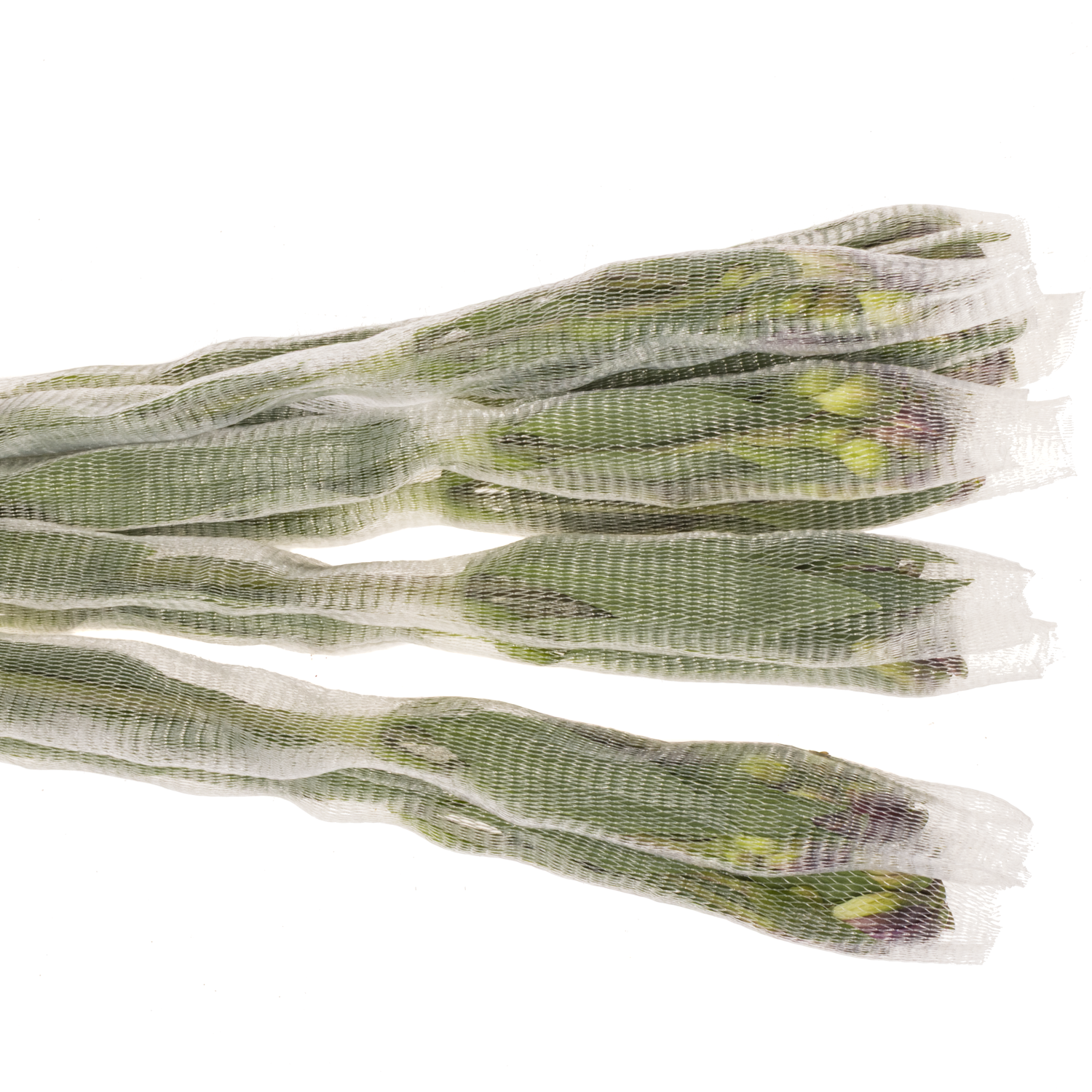 Alstroemerie lila galaxy (Ecuador) 70cm