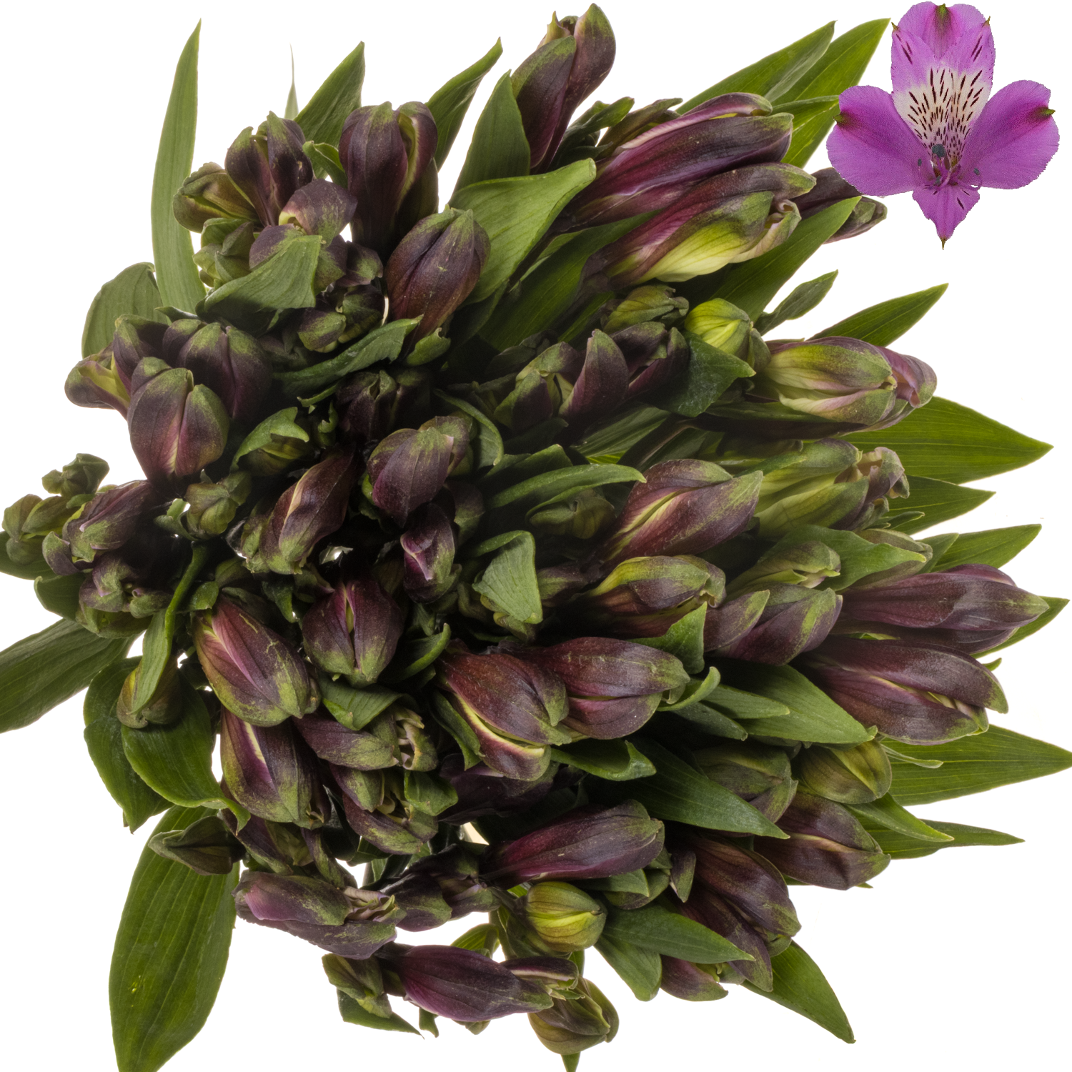 Alstroemerie lila galaxy (Ecuador) 70cm