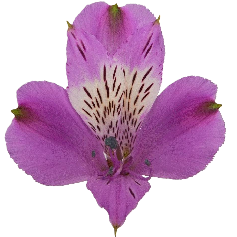Alstroemerie lila galaxy (Ecuador) 70cm