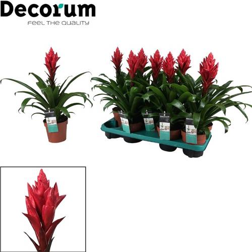 Guzmania rot Patricia T13 H40