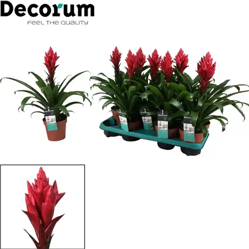 Guzmania rot Patricia T13 H40