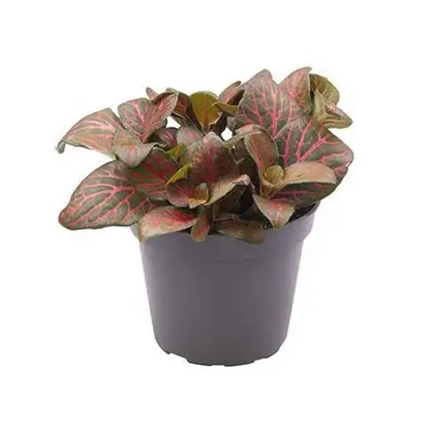 Fittonia Verschaffeltii rot T6 H10