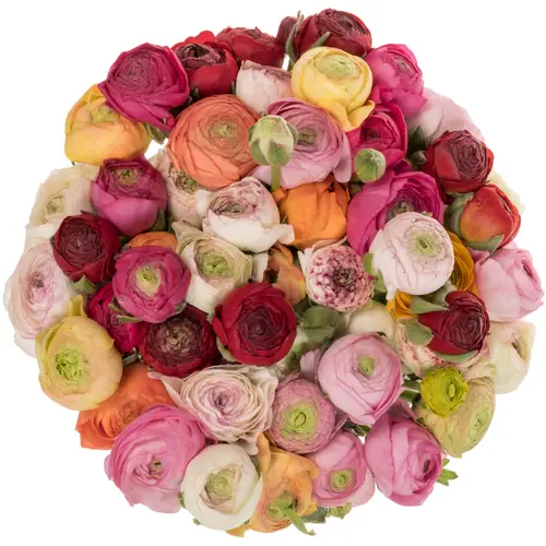 Ranunkel mix Im Bund NL 39 Gramm 40cm