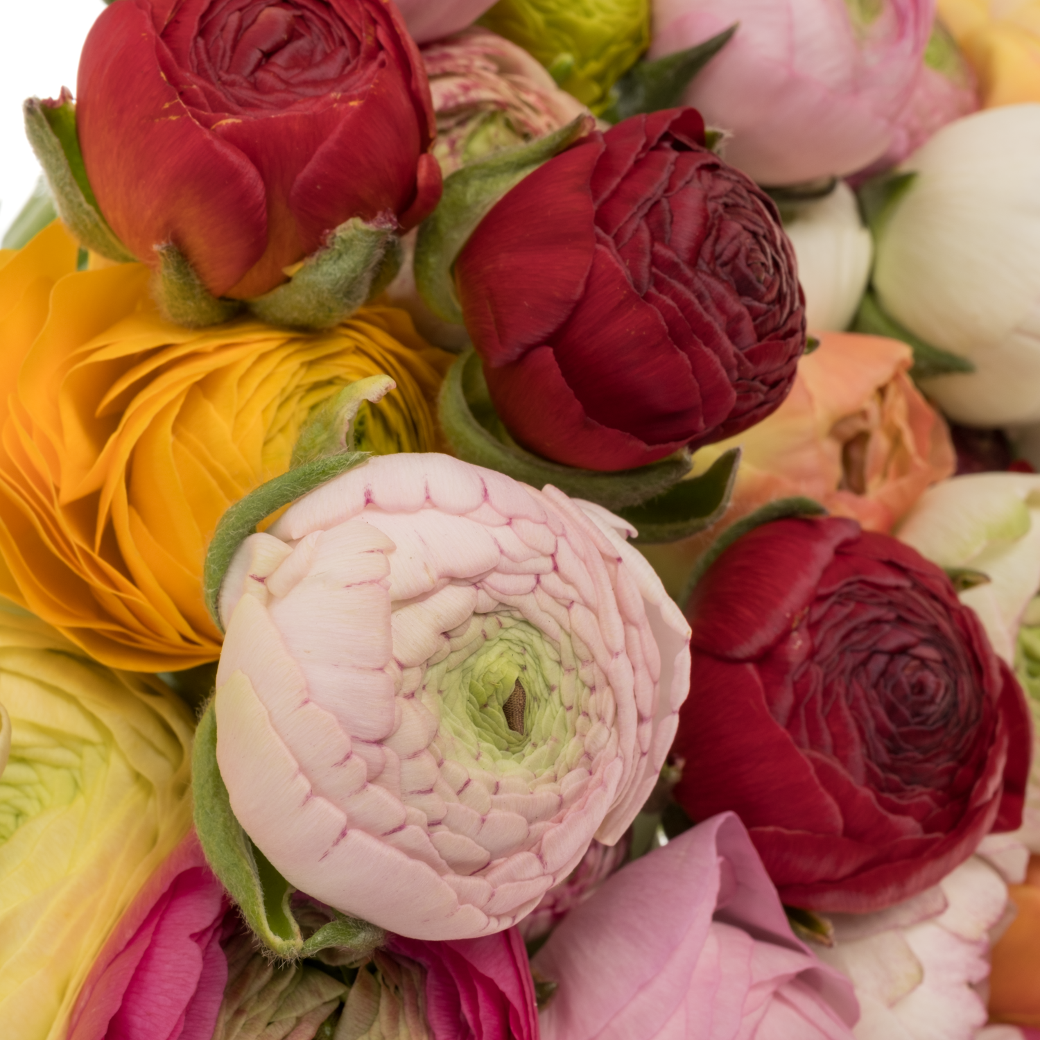 Ranunkel mix Im Bund NL 39 Gramm 40cm