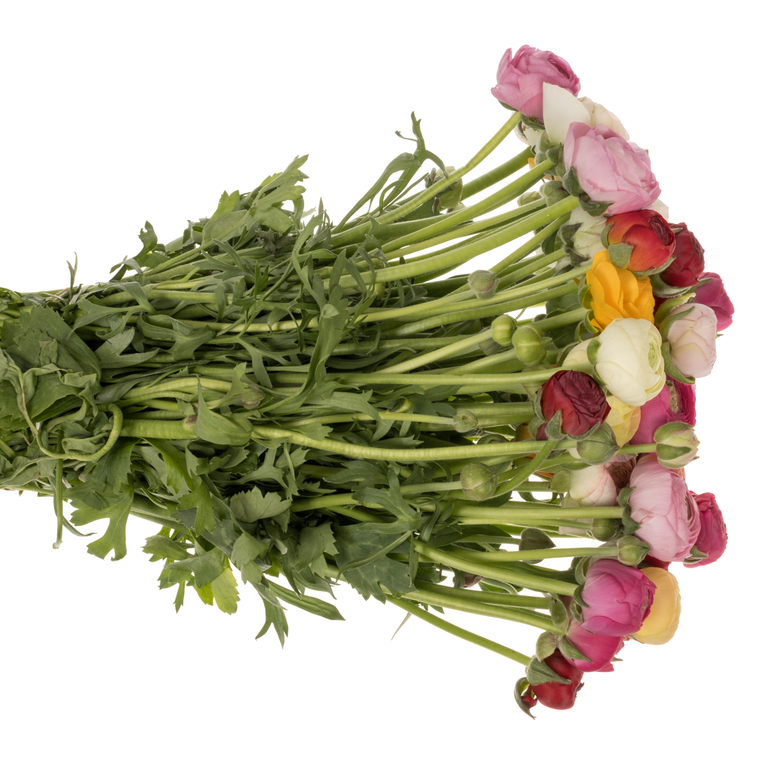 Ranunkel mix Im Bund NL 39 Gramm 40cm