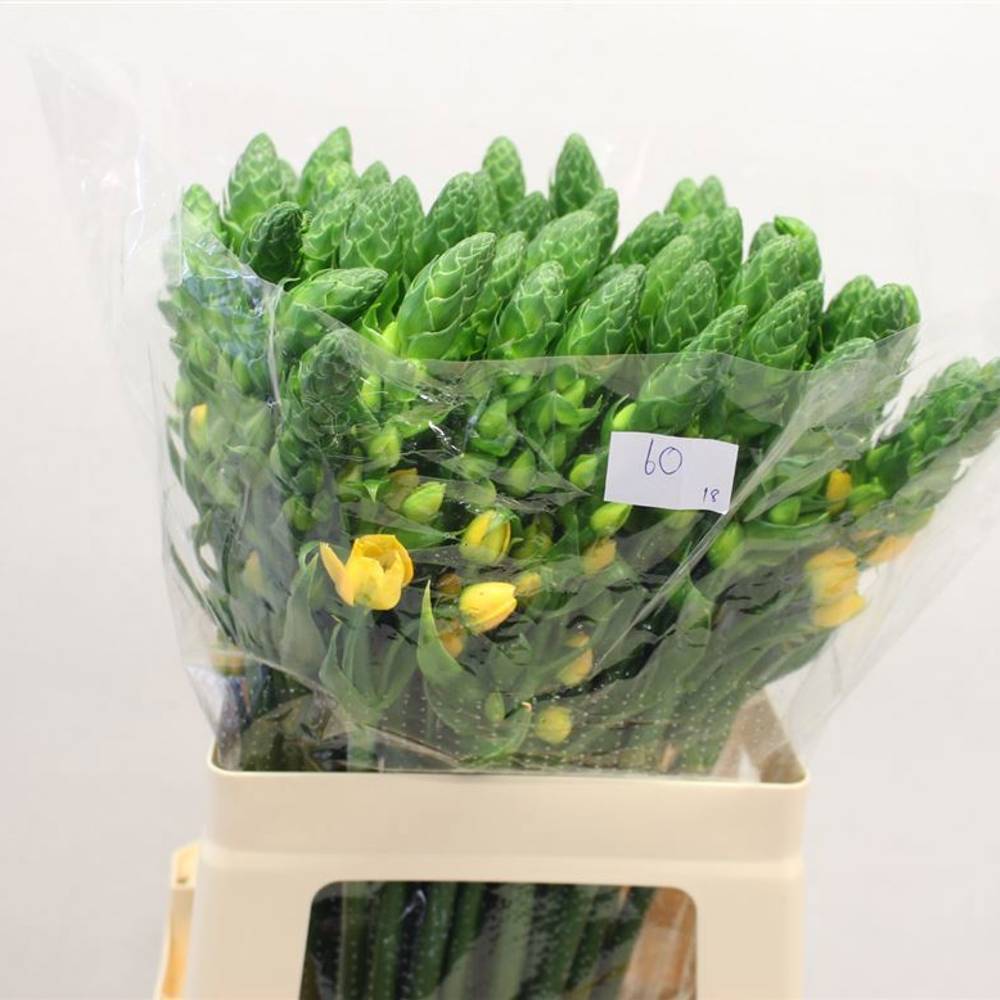 Ornithogalum gelb Volcan Sol 60cm