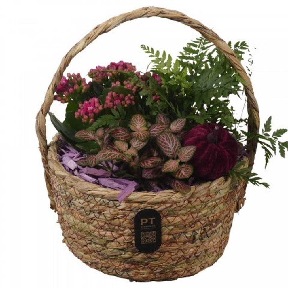 Kal.Arr PTHI3288 Herbst T19 H024