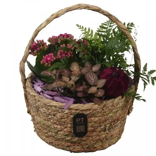 Kal.Arr PTHI3288 Herbst T19 H024
