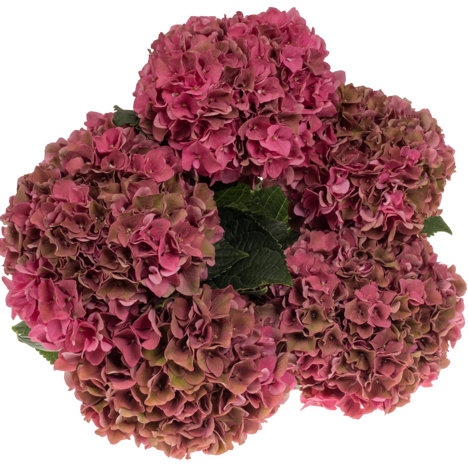 Hortensie dunkel rosa Lava classic Bol 17cm 75cm
