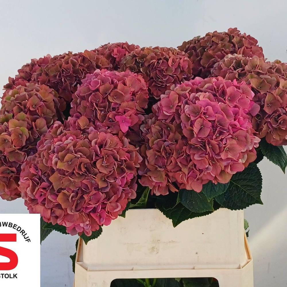 Hortensie dunkel rosa Lava classic Bol 20cm 80cm