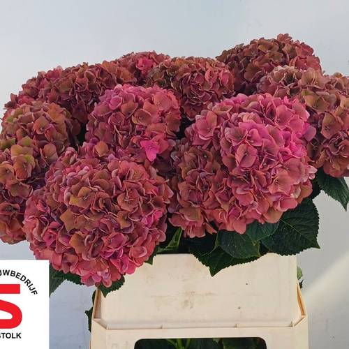 Hortensie dunkel rosa Lava classic Bol 20cm 80cm