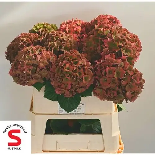 Hortensie rot/grün Lava classic Bol 17cm 75cm