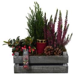 Garten.Arr PTAH8680 Allerheiligen T30 H040