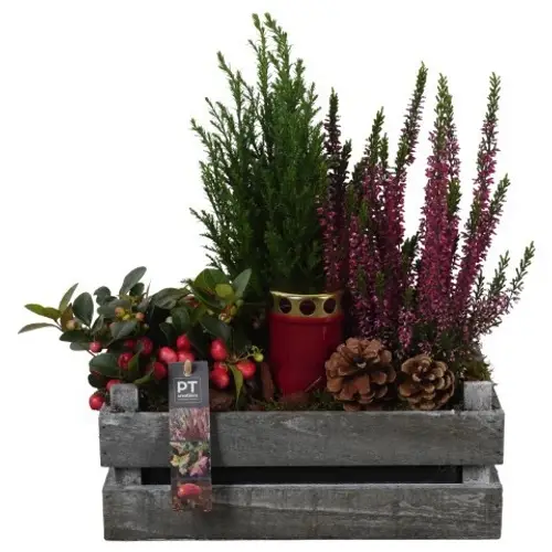 Garten.Arr PTAH8680 Allerheiligen T30 H040