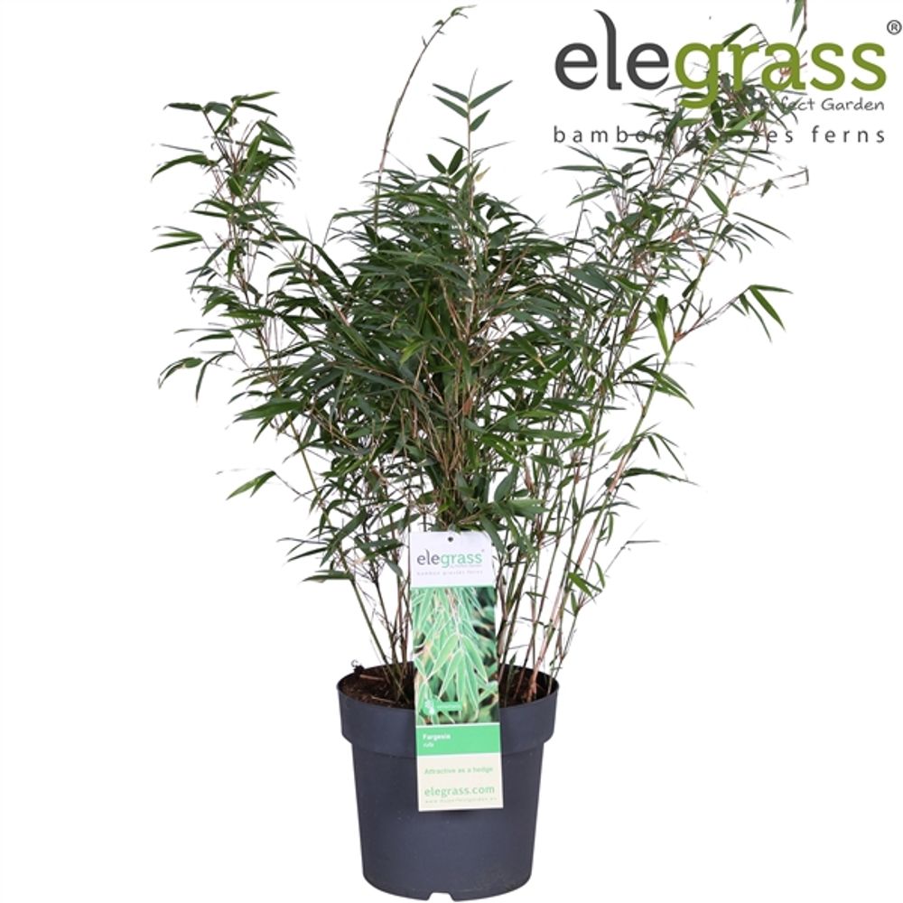 Fargesia Rufa T23 H100