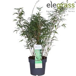 Fargesia Rufa T23 H100