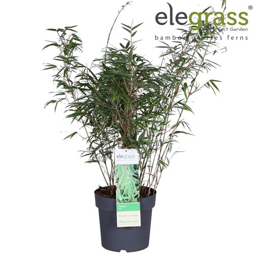 Fargesia Rufa T23 H100
