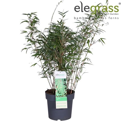 Fargesia Rufa T23 H100