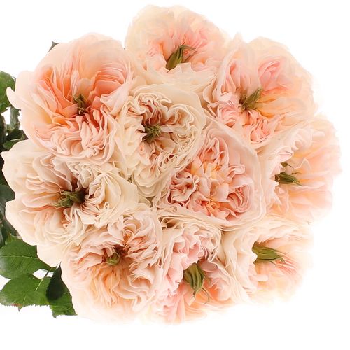 Rose apricot Tinkerbell gefüllt 60cm