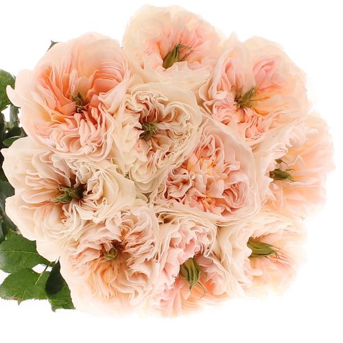 Rose apricot Tinkerbell gefüllt 60cm