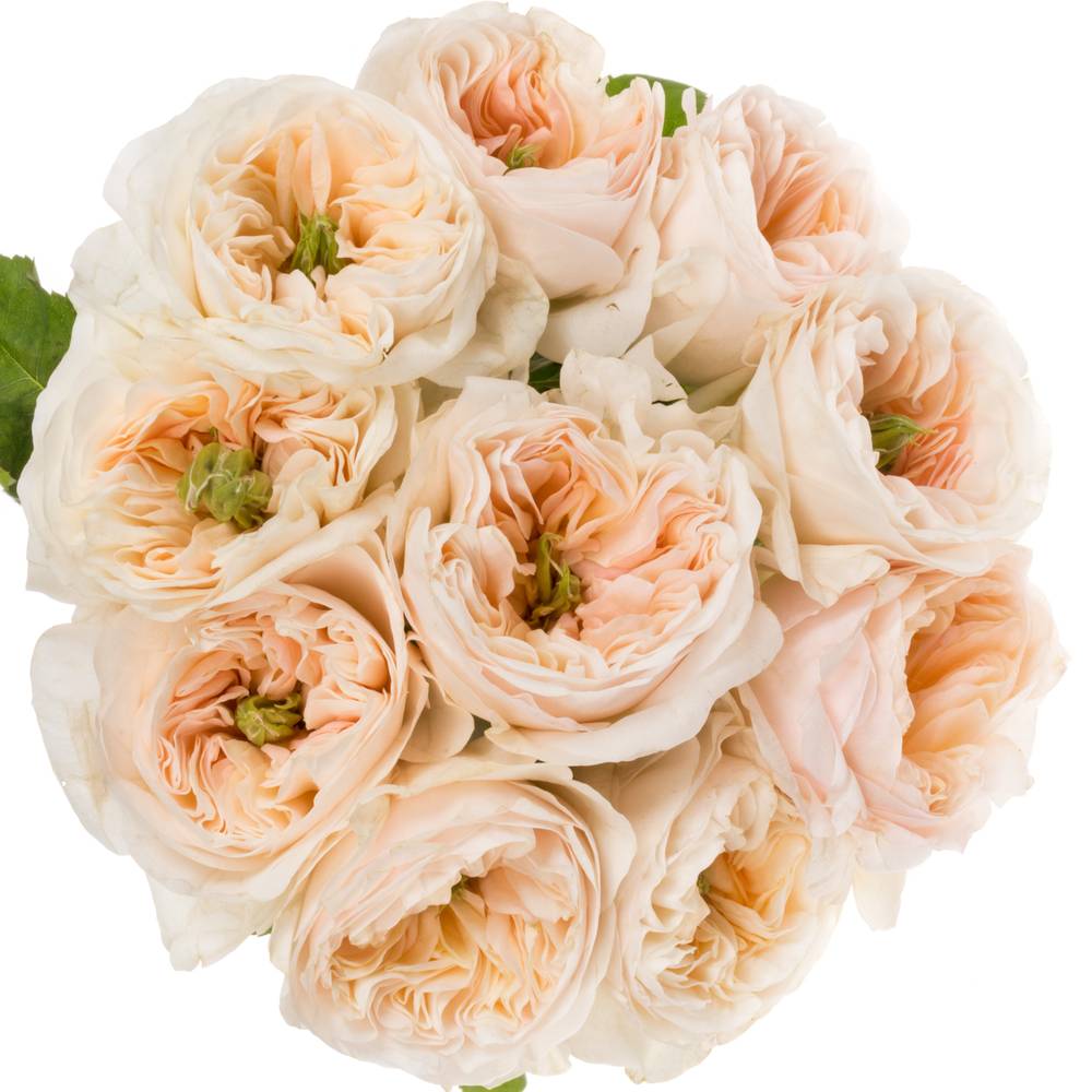 Rose apricot Tinkerbell gefüllt 60cm