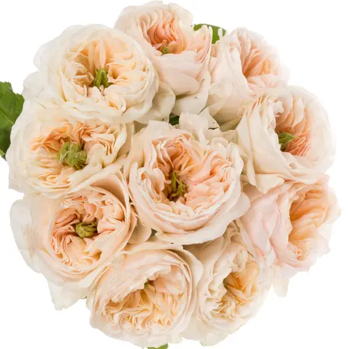 Rose apricot Tinkerbell gefüllt 60cm