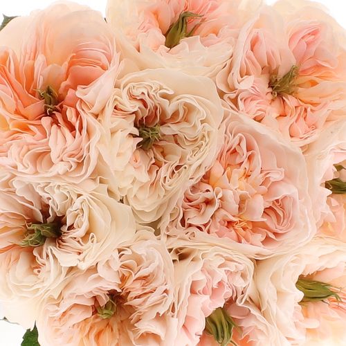 Rose apricot Tinkerbell gefüllt 60cm