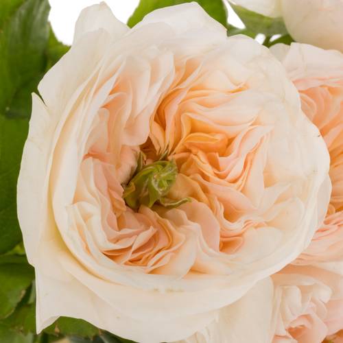 Rose apricot Tinkerbell gefüllt 60cm
