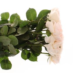 Rose apricot Tinkerbell gefüllt 60cm