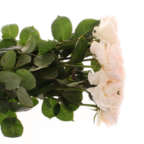 Rose apricot Tinkerbell gefüllt 60cm