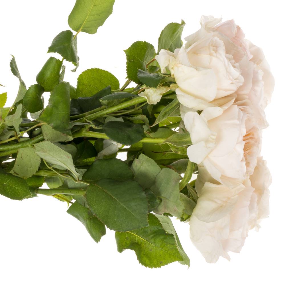 Rose apricot Tinkerbell gefüllt 60cm