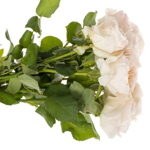 Rose apricot Tinkerbell gefüllt 60cm
