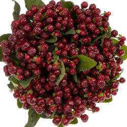 Hypericum braun/rot Cherry 70cm