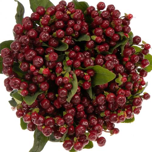 Hypericum braun/rot Cherry 70cm