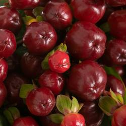 Hypericum braun/rot Cherry 70cm