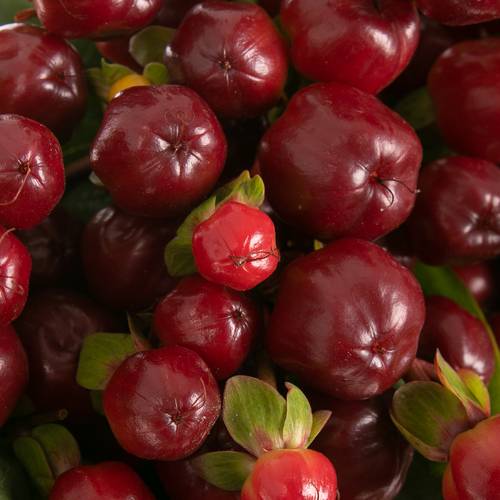 Hypericum braun/rot Cherry 70cm