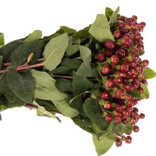 Hypericum braun/rot Cherry 70cm