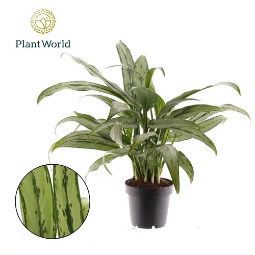 Aglaonema Cutlas T12 H40