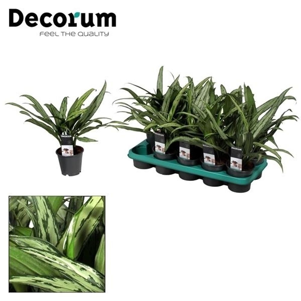 Aglaonema Cutlas T12 H40