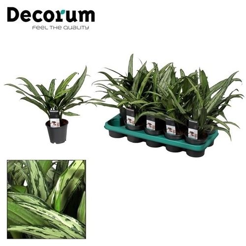 Aglaonema Cutlas T12 H40