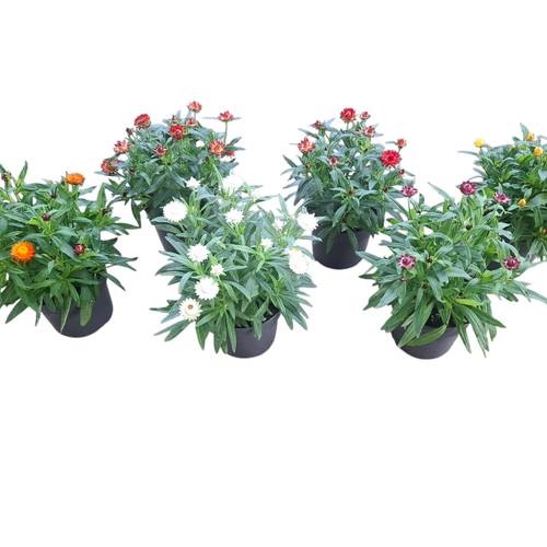 Strohblume mix T17 H035