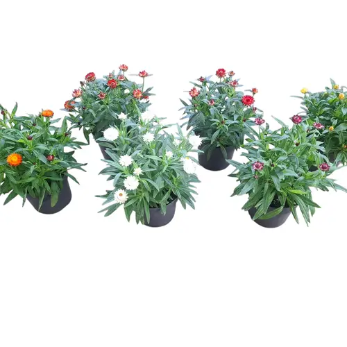Strohblume mix T17 H035