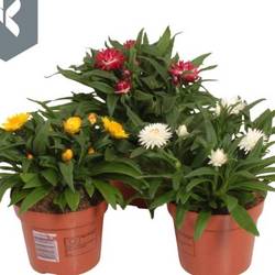 Strohblume mix T17 H035